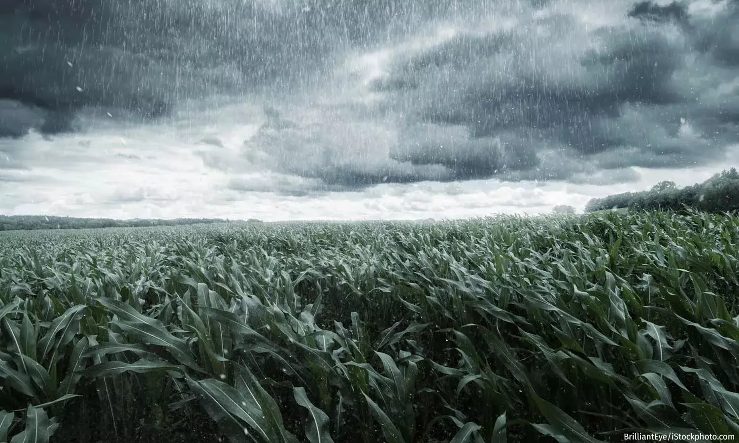 Monsoon